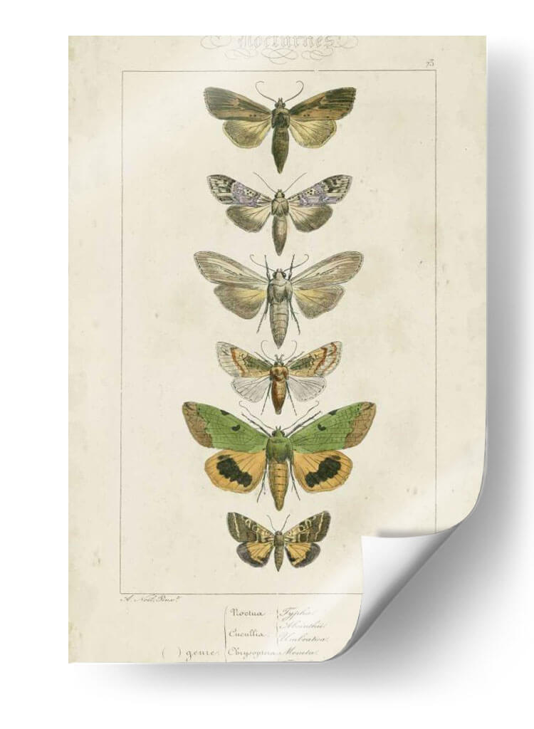 Pauquet Butterflies Iii - Pauquet | Cuadro decorativo de Canvas Lab