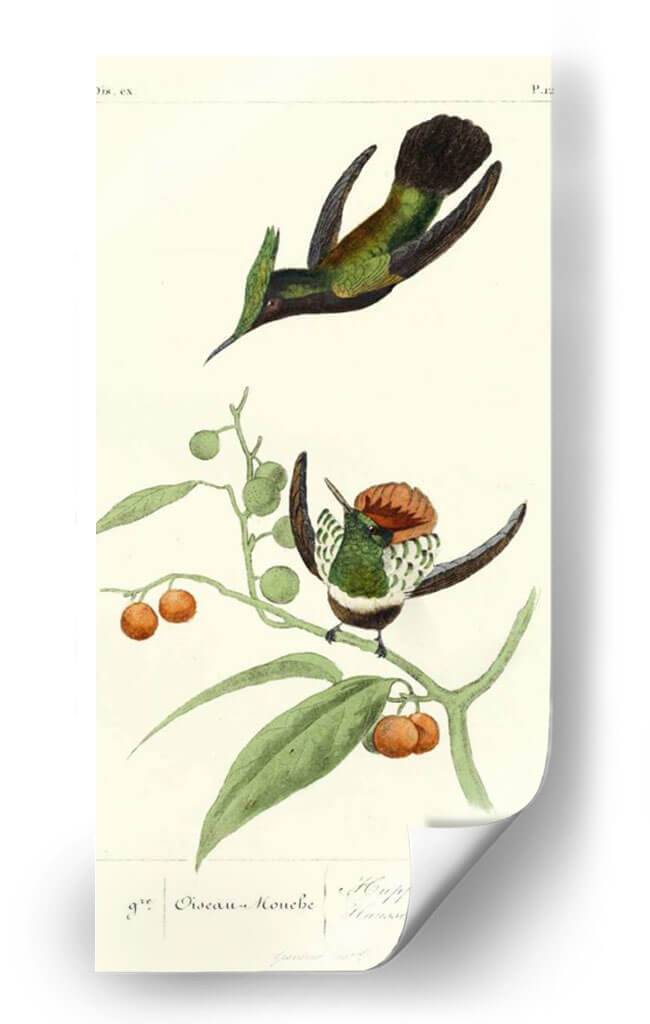 Lemaire Hummingbirds Iii - C.L. Lemaire | Cuadro decorativo de Canvas Lab