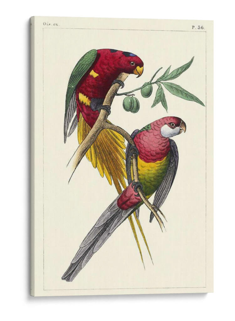 Lemaire Parrots Iii - C.L. Lemaire | Cuadro decorativo de Canvas Lab