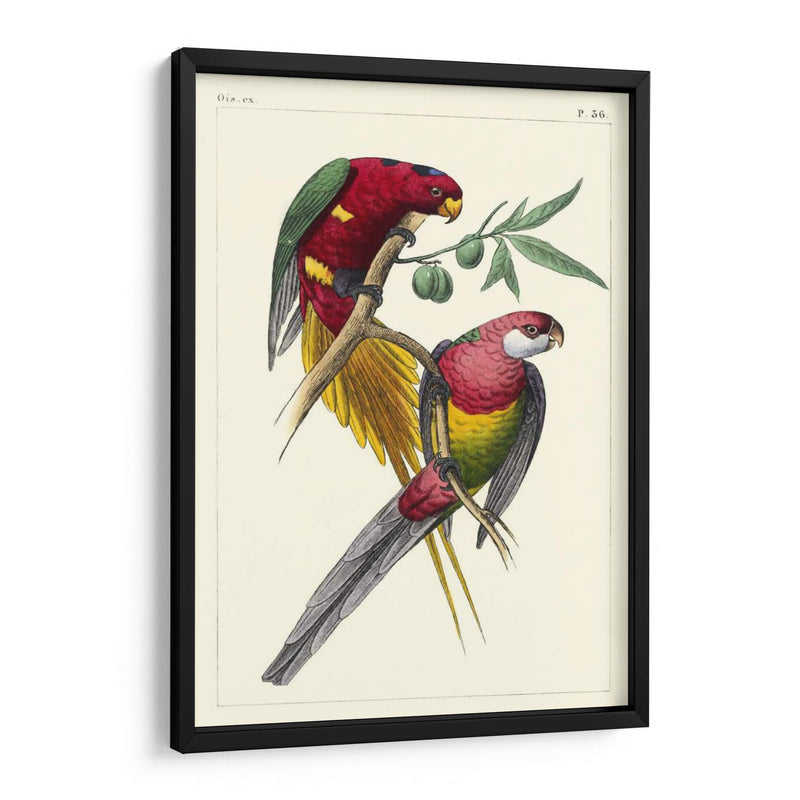 Lemaire Parrots Iii - C.L. Lemaire | Cuadro decorativo de Canvas Lab