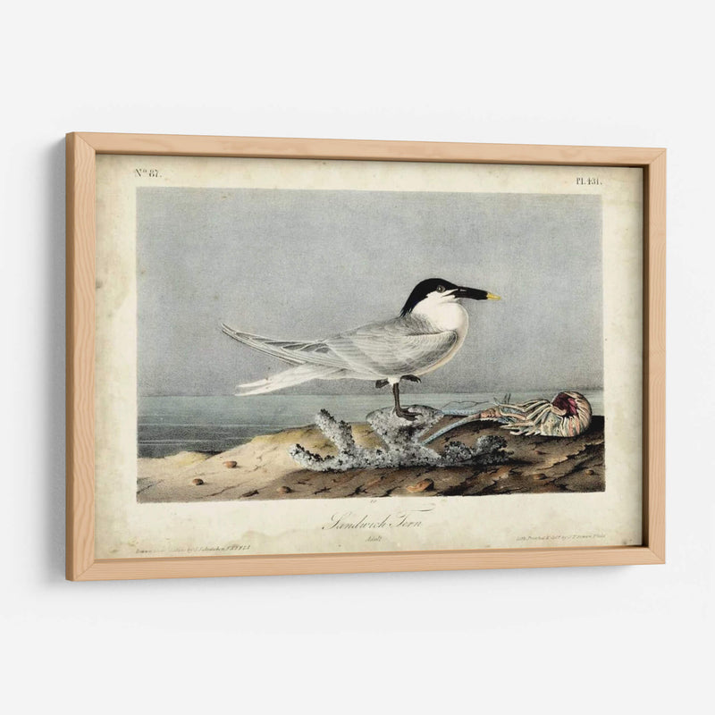 Audubon Sandwich Tern - John James Audubon | Cuadro decorativo de Canvas Lab