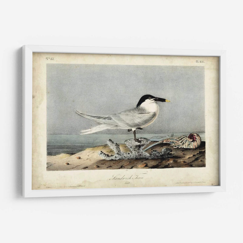 Audubon Sandwich Tern - John James Audubon | Cuadro decorativo de Canvas Lab