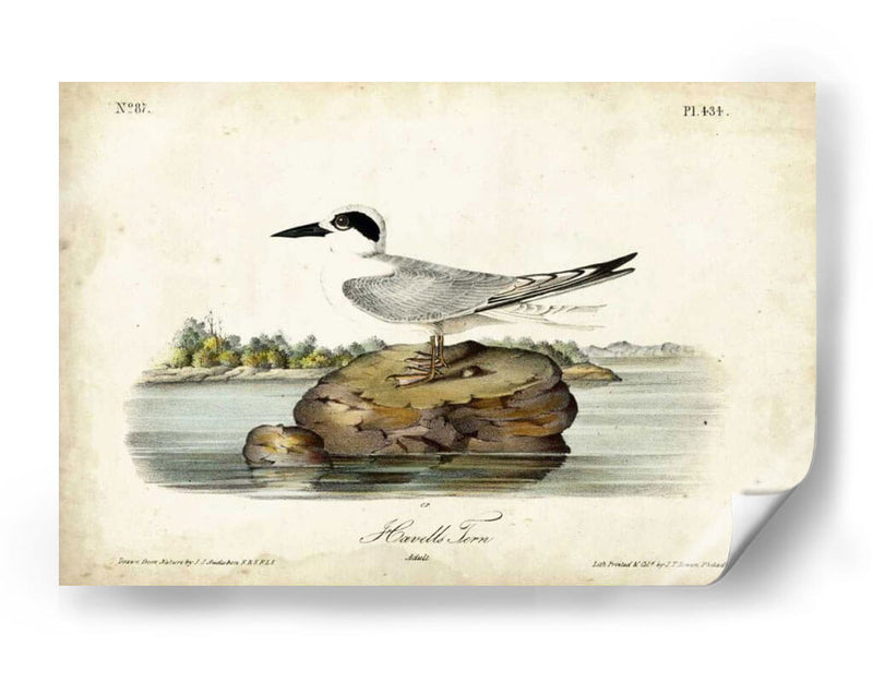 Audubon Havells Tern - John James Audubon | Cuadro decorativo de Canvas Lab