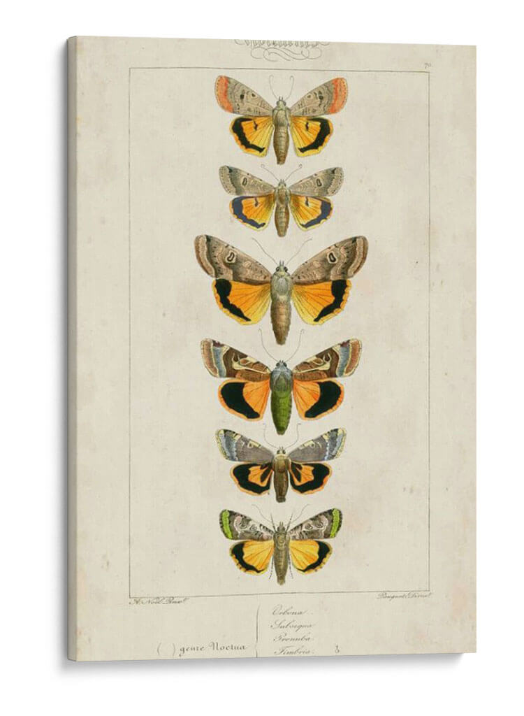 Mariposas Pauquet I - Pauquet | Cuadro decorativo de Canvas Lab