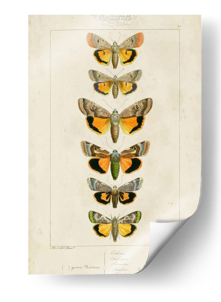 Mariposas Pauquet I - Pauquet | Cuadro decorativo de Canvas Lab