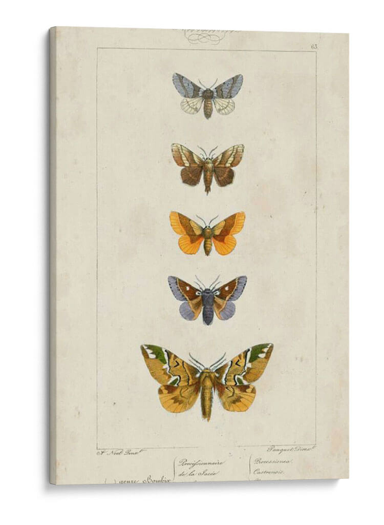 Mariposas Pauquet Iv - Pauquet | Cuadro decorativo de Canvas Lab