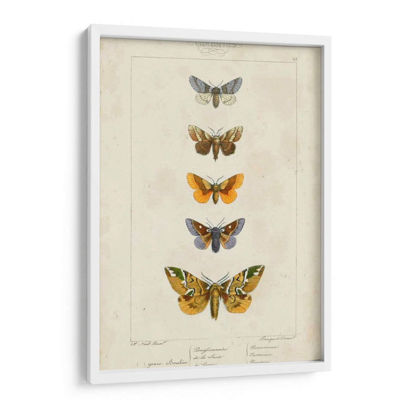 Mariposas Pauquet Iv - Pauquet | Cuadro decorativo de Canvas Lab