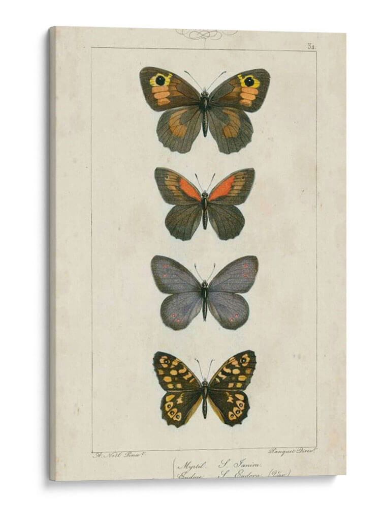 Mariposas Pauquet V - Pauquet | Cuadro decorativo de Canvas Lab