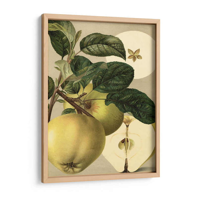 Apple Harvest I | Cuadro decorativo de Canvas Lab