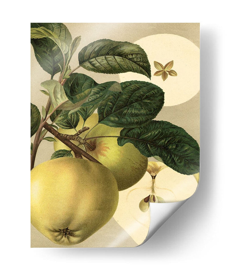 Apple Harvest I | Cuadro decorativo de Canvas Lab