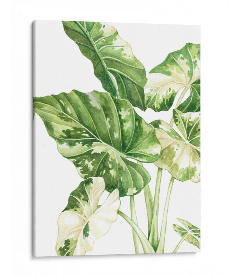 Alocasia Variegada - Blanca Aurora | Cuadro decorativo de Canvas Lab