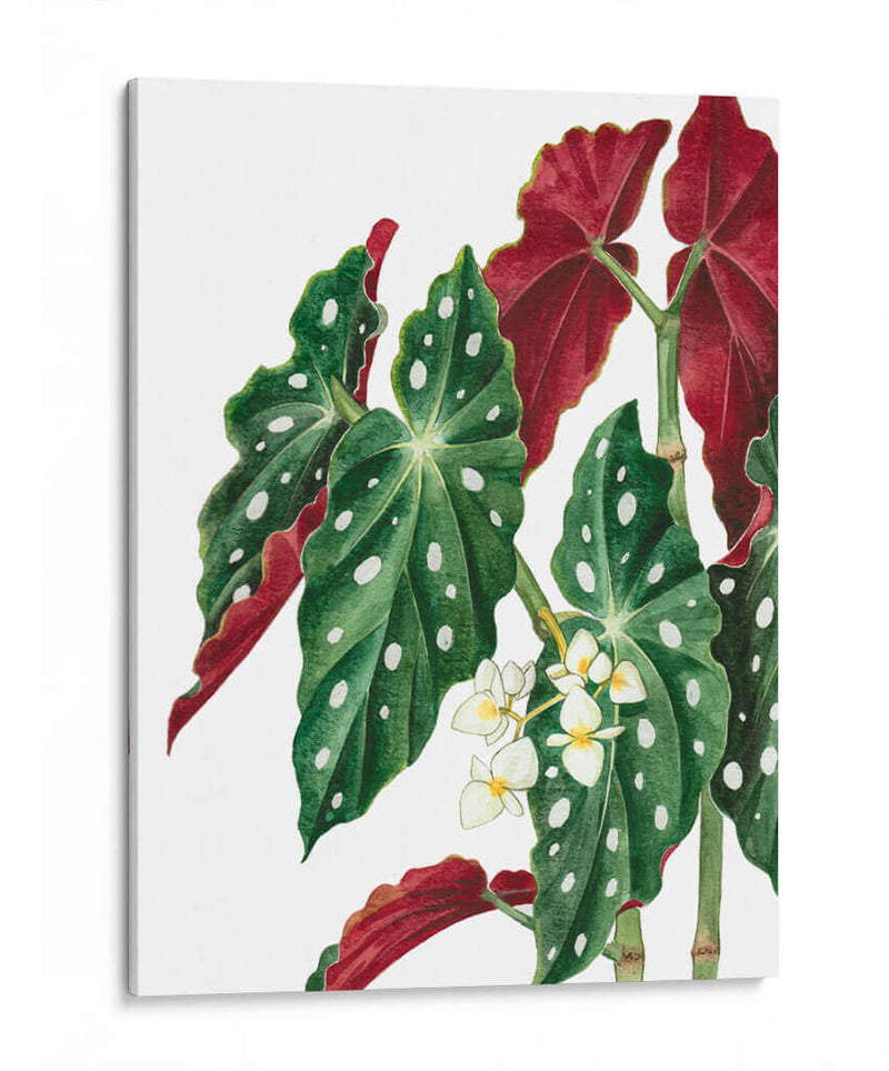 Begonia - Blanca Aurora | Cuadro decorativo de Canvas Lab