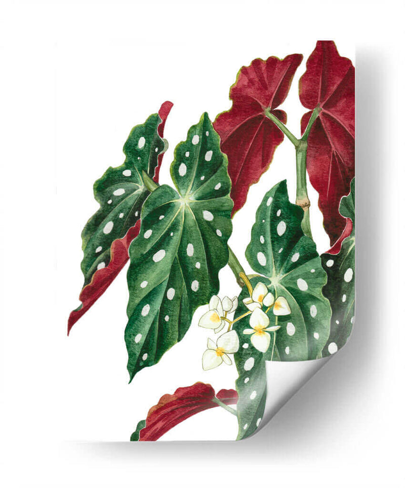 Begonia - Blanca Aurora | Cuadro decorativo de Canvas Lab