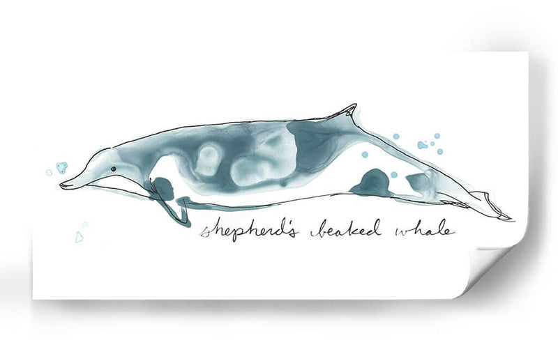 Cetacea Shepherds Beak Whale - June Erica Vess | Cuadro decorativo de Canvas Lab