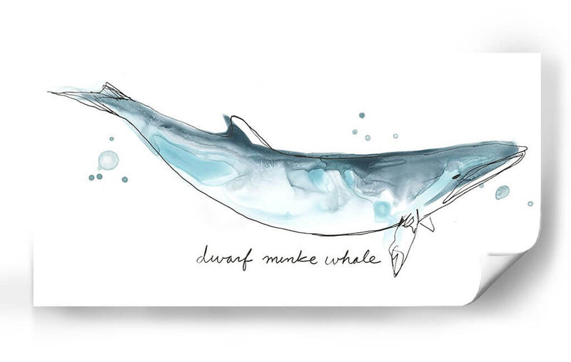 Cetacea Enano Minke Ballena - June Erica Vess | Cuadro decorativo de Canvas Lab