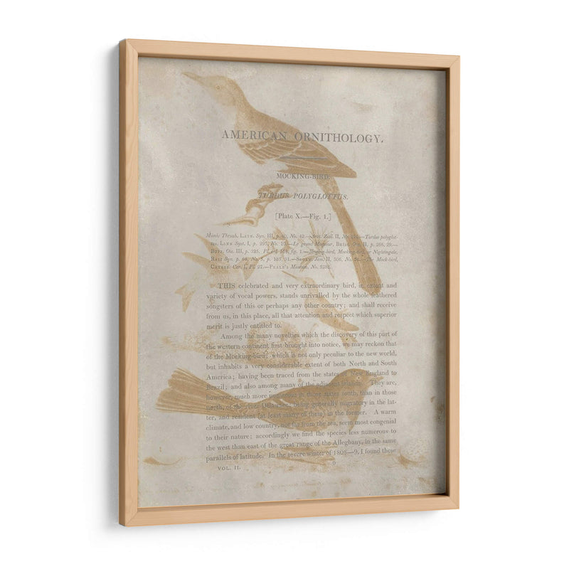 Impresiones De Ornitología Iii - Alexander Wilson | Cuadro decorativo de Canvas Lab