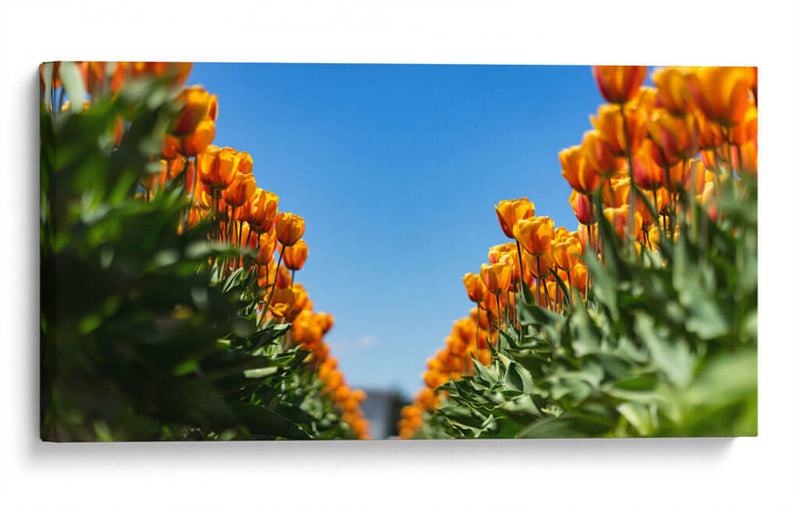 Tulipanes anaranjados | Cuadro decorativo de Canvas Lab
