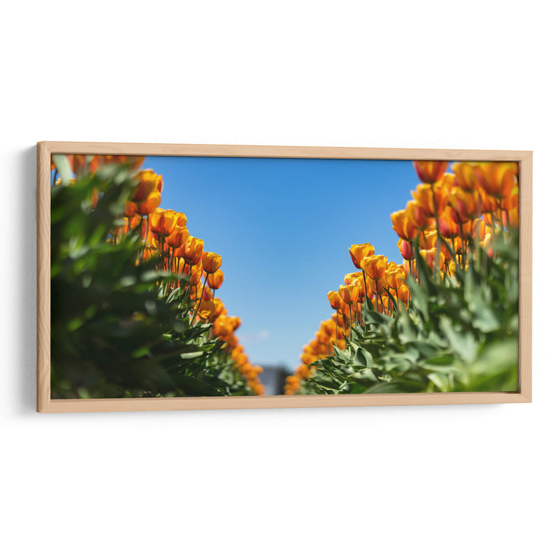 Tulipanes anaranjados | Cuadro decorativo de Canvas Lab