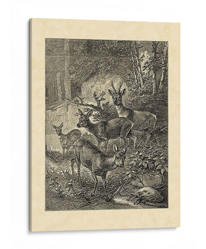 Vintage Roe Deer I - Friedrich Specht | Cuadro decorativo de Canvas Lab