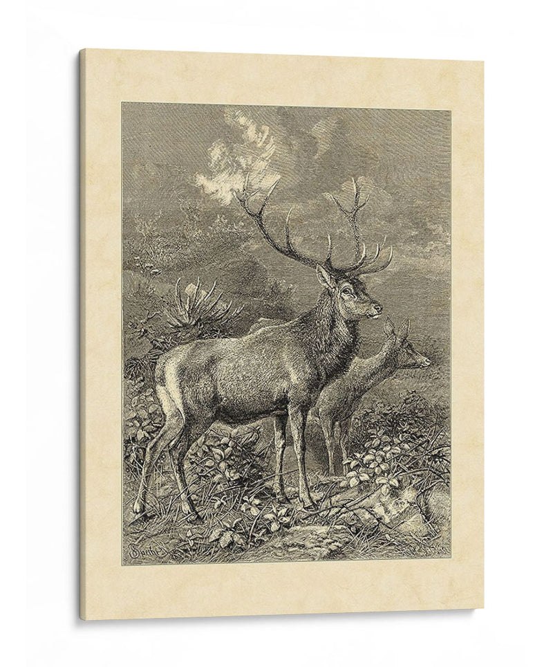 Vintage Roe Deer Ii - Friedrich Specht | Cuadro decorativo de Canvas Lab