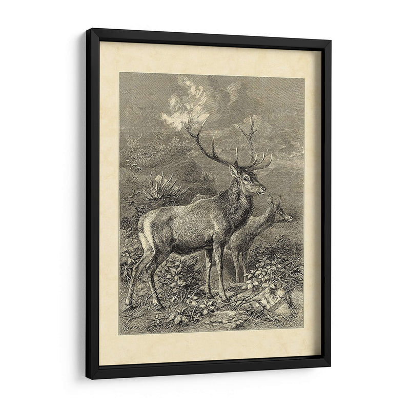 Vintage Roe Deer Ii - Friedrich Specht | Cuadro decorativo de Canvas Lab