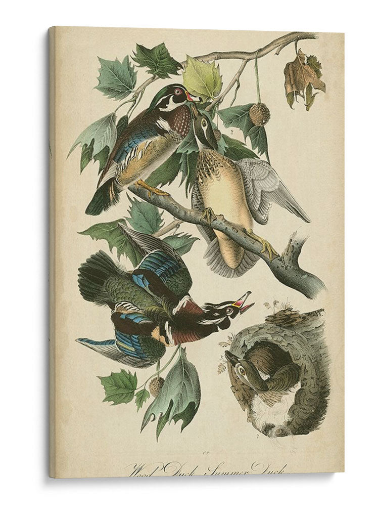 Audubon Wood Duck - John James Audubon | Cuadro decorativo de Canvas Lab