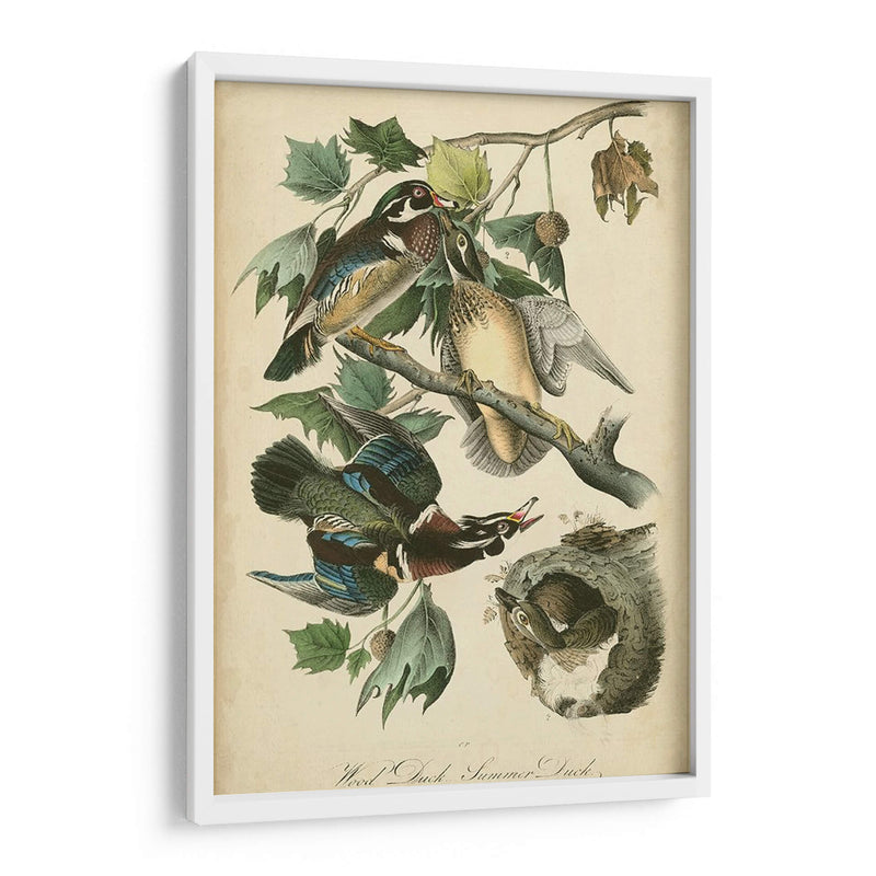Audubon Wood Duck - John James Audubon | Cuadro decorativo de Canvas Lab