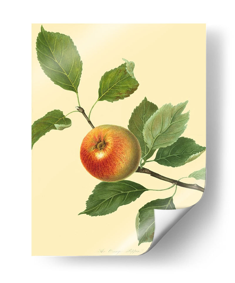 El Pippin Naranja | Cuadro decorativo de Canvas Lab