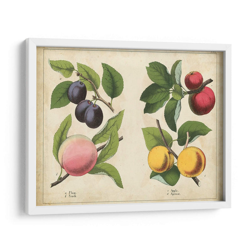 Frutas De La Cocina I | Cuadro decorativo de Canvas Lab