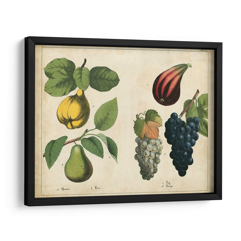 Frutas De La Cocina Iv | Cuadro decorativo de Canvas Lab