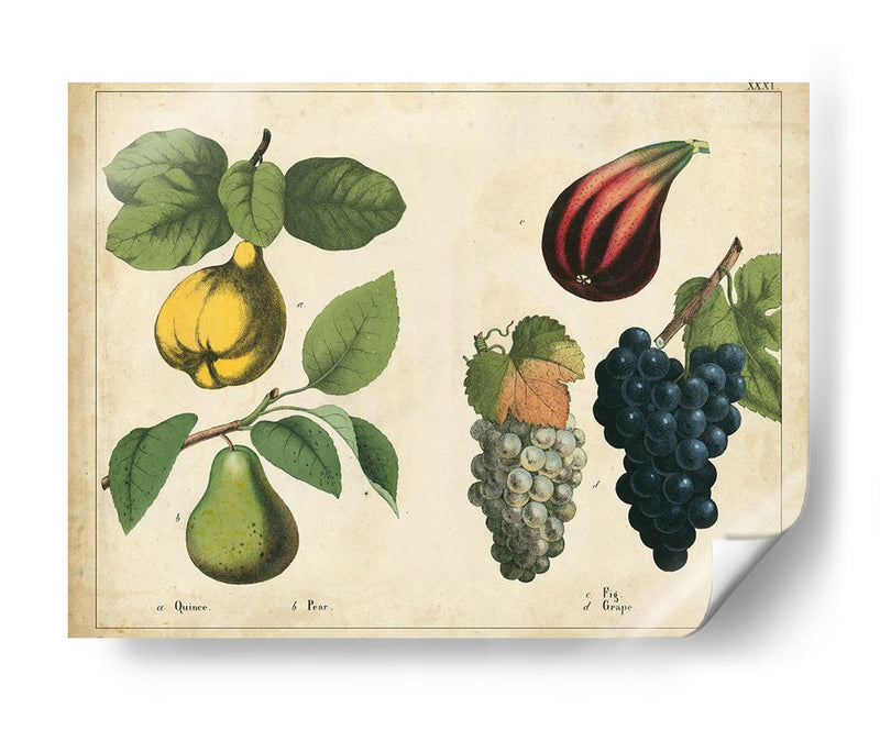 Frutas De La Cocina Iv | Cuadro decorativo de Canvas Lab