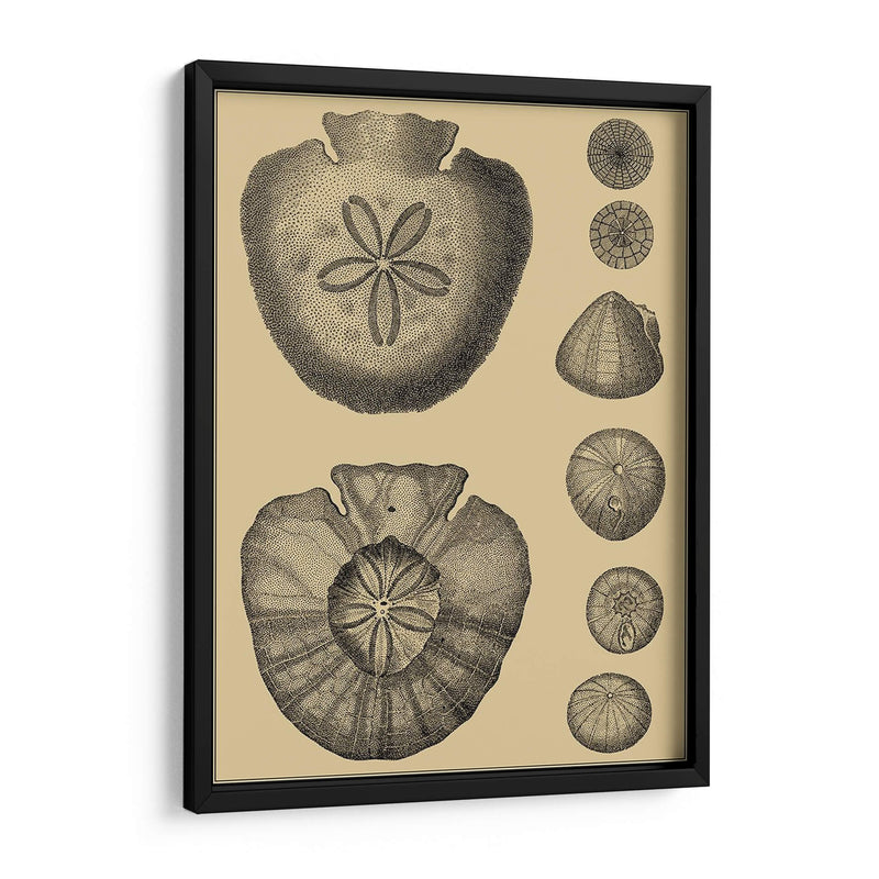 Conchas En Caqui Iii - Denis Diderot | Cuadro decorativo de Canvas Lab