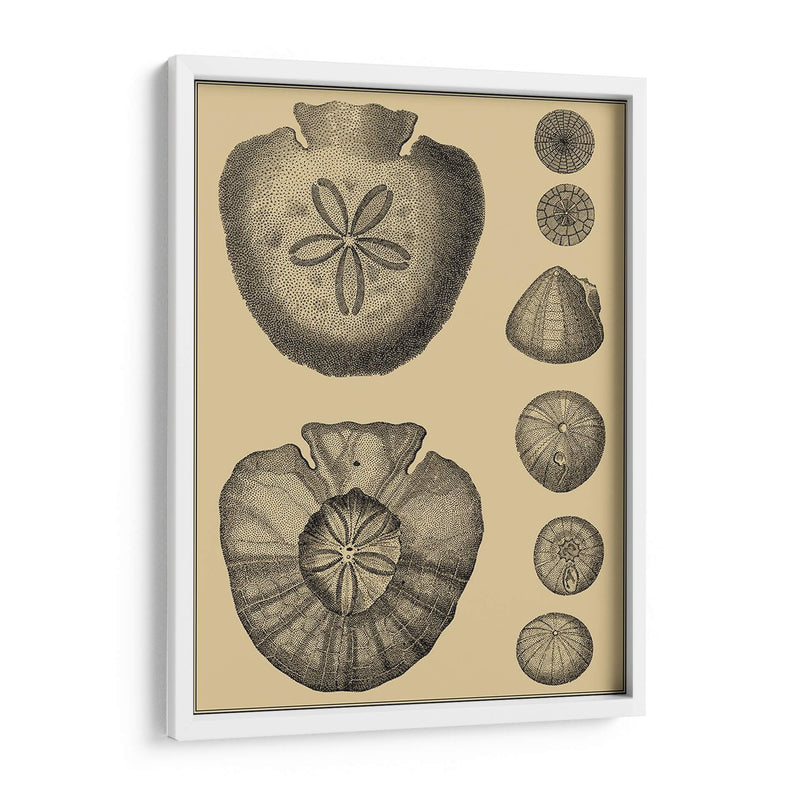 Conchas En Caqui Iii - Denis Diderot | Cuadro decorativo de Canvas Lab