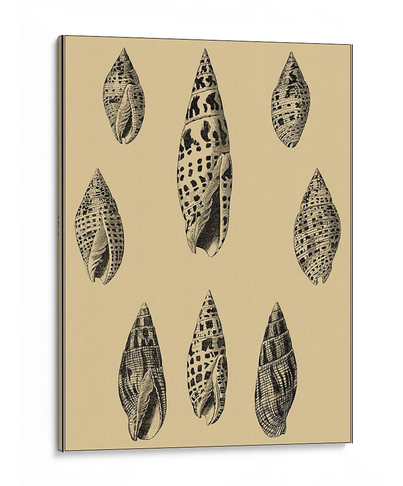 Conchas En Caqui Iv - Denis Diderot | Cuadro decorativo de Canvas Lab