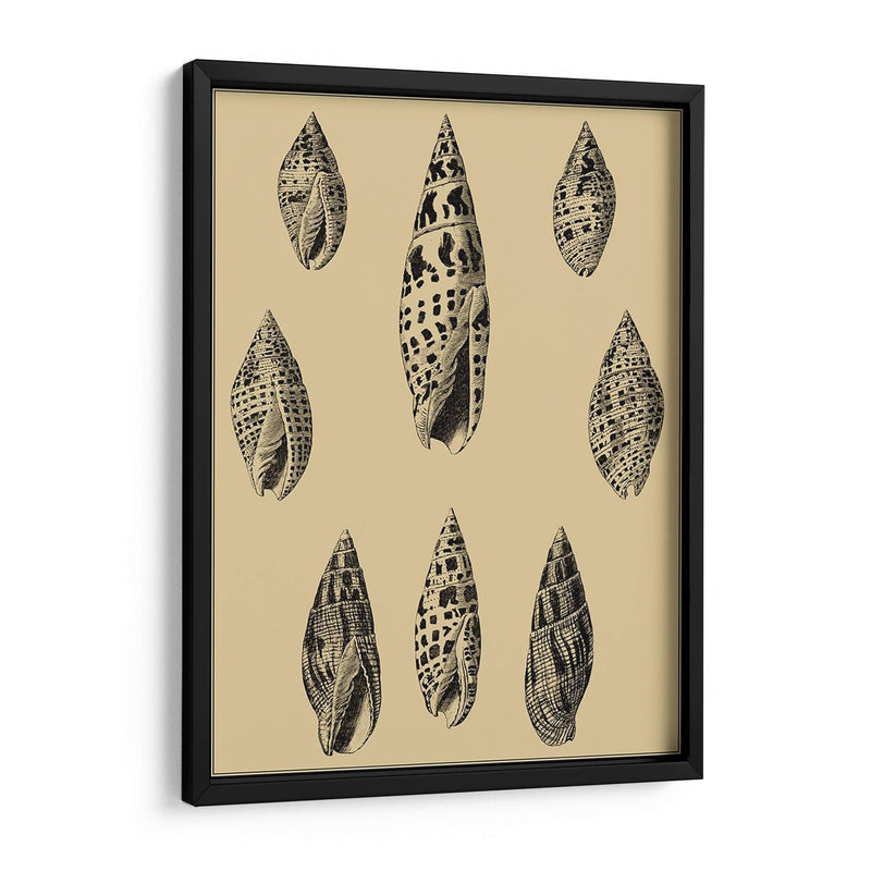 Conchas En Caqui Iv - Denis Diderot | Cuadro decorativo de Canvas Lab