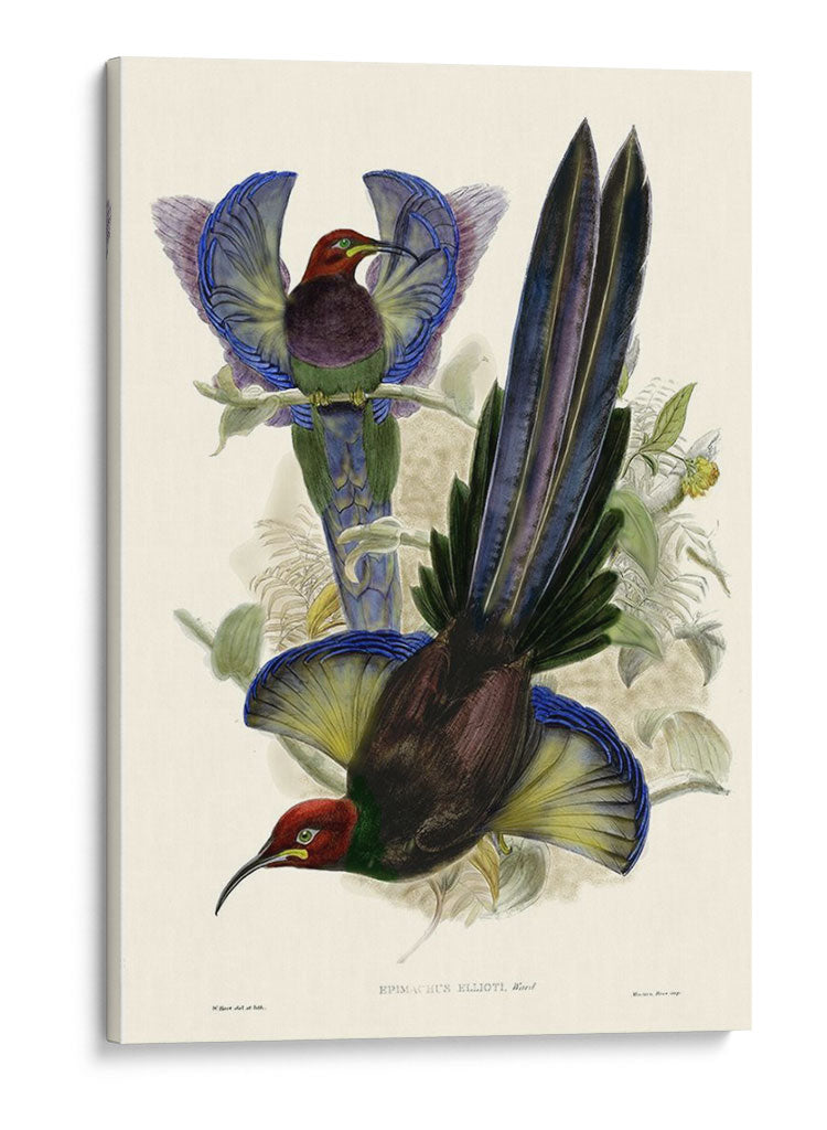Gould Bird Of Paradise Iii - Gabriel Muller | Cuadro decorativo de Canvas Lab