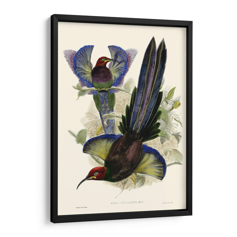 Gould Bird Of Paradise Iii - Gabriel Muller | Cuadro decorativo de Canvas Lab