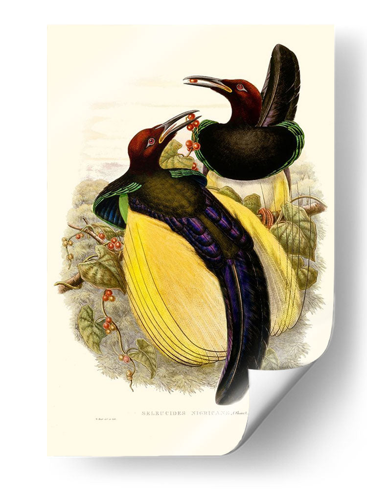 Gould Bird Of Paradise Iv - Gabriel Muller | Cuadro decorativo de Canvas Lab
