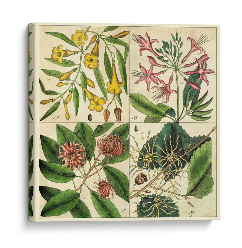 Catesby Cuadrante Botánico I - Mark Catesby | Cuadro decorativo de Canvas Lab