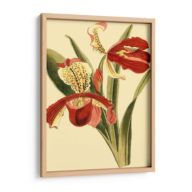 Mini Esplendor De Orquídeas I - Vision Studio | Cuadro decorativo de Canvas Lab