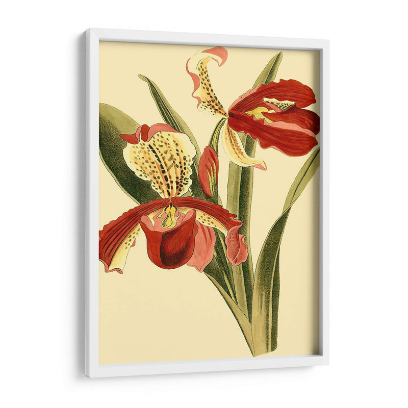 Mini Esplendor De Orquídeas I - Vision Studio | Cuadro decorativo de Canvas Lab