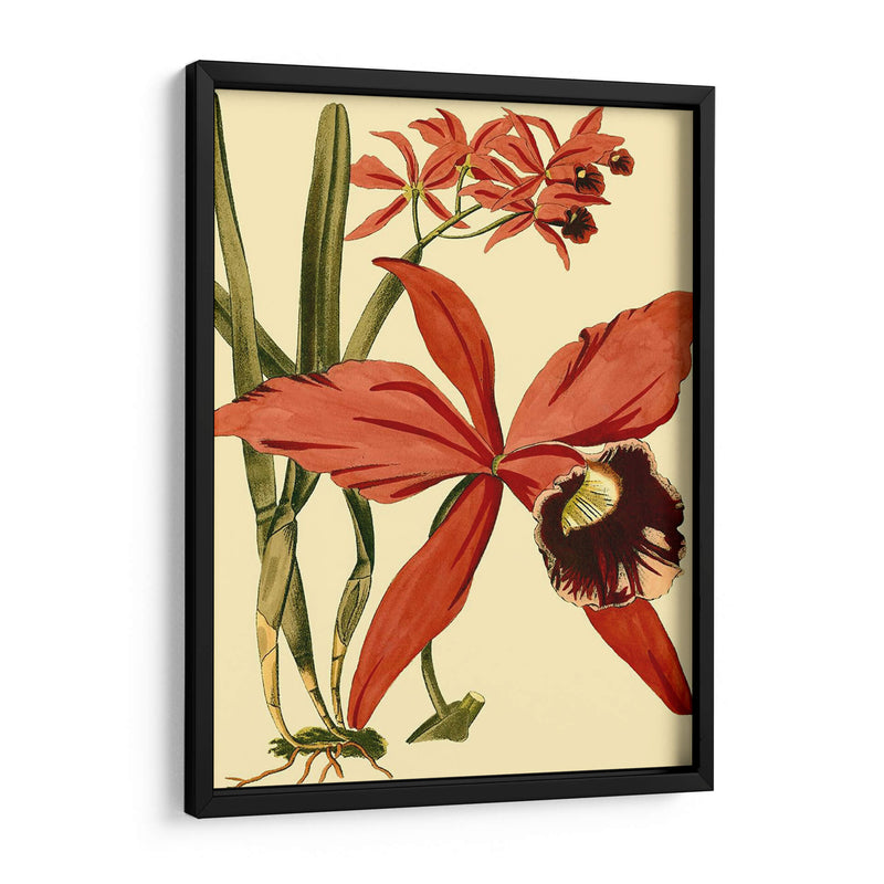 Mini Esplendor De Orquídea Iii - Vision Studio | Cuadro decorativo de Canvas Lab