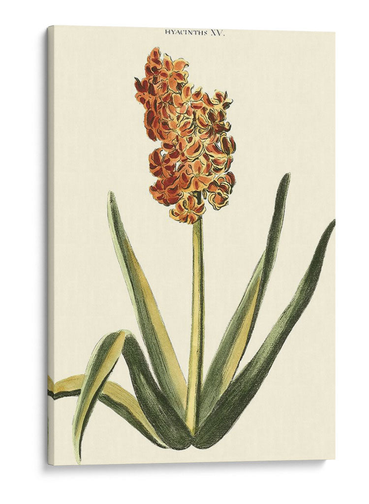 Hyacinth Xv Antiguo - J.N. Fitch | Cuadro decorativo de Canvas Lab