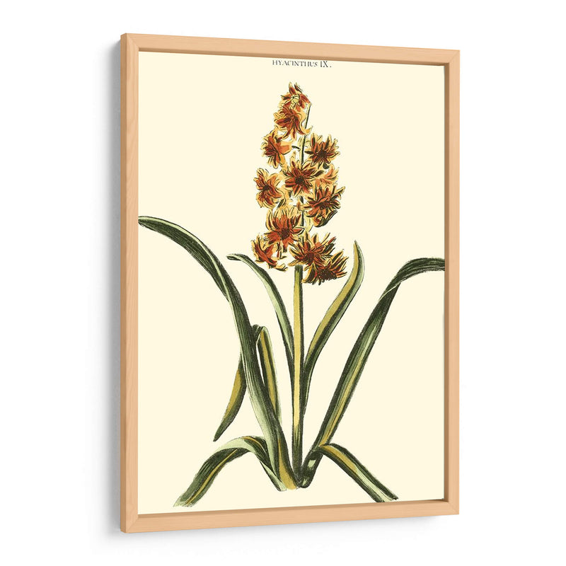 Hyacinth Ix Antiguo - J.N. Fitch | Cuadro decorativo de Canvas Lab