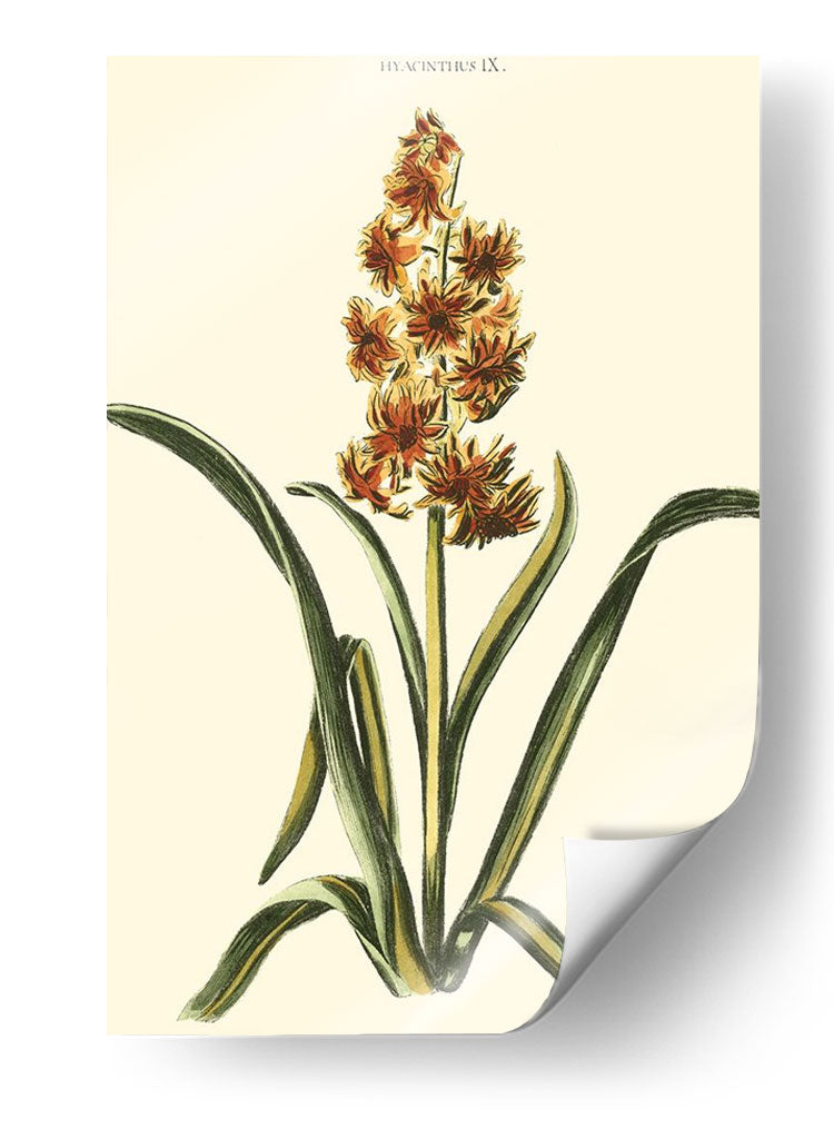 Hyacinth Ix Antiguo - J.N. Fitch | Cuadro decorativo de Canvas Lab