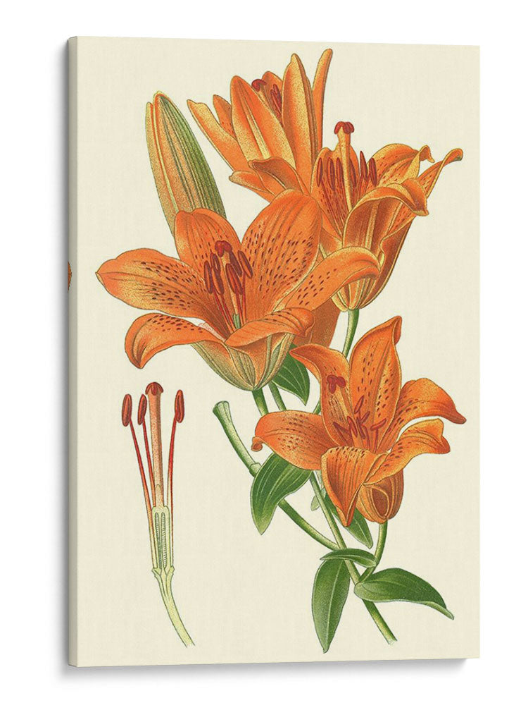 Lilies Sorprendentes Ii - Philip Miller | Cuadro decorativo de Canvas Lab
