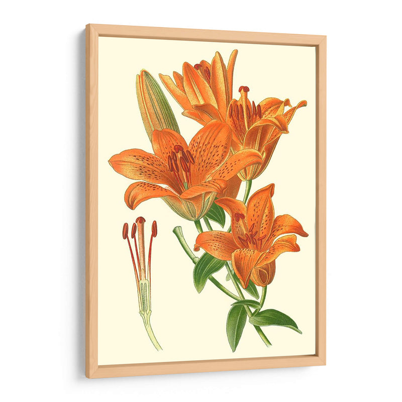 Lilies Sorprendentes Ii - Philip Miller | Cuadro decorativo de Canvas Lab