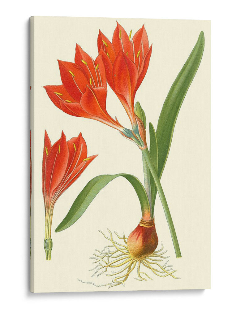 Lilies Sorprendente Iv - Philip Miller | Cuadro decorativo de Canvas Lab