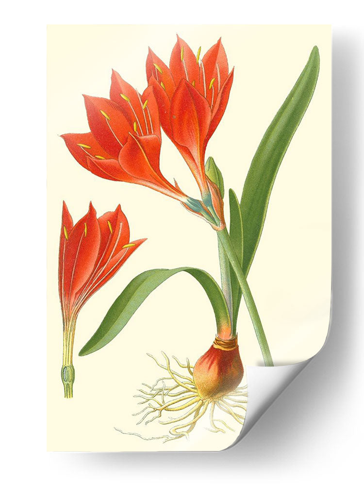Lilies Sorprendente Iv - Philip Miller | Cuadro decorativo de Canvas Lab