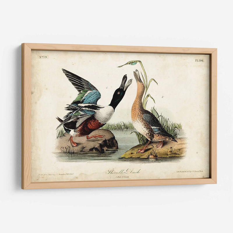 Audubon Ducks I - John James Audubon | Cuadro decorativo de Canvas Lab